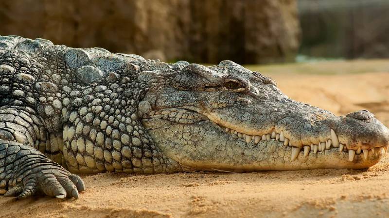 nehirden su doldurdugu sirada timsah saldirisina ugrayan kiz cocugunun cesedine ulasildi HHNZ6JD5