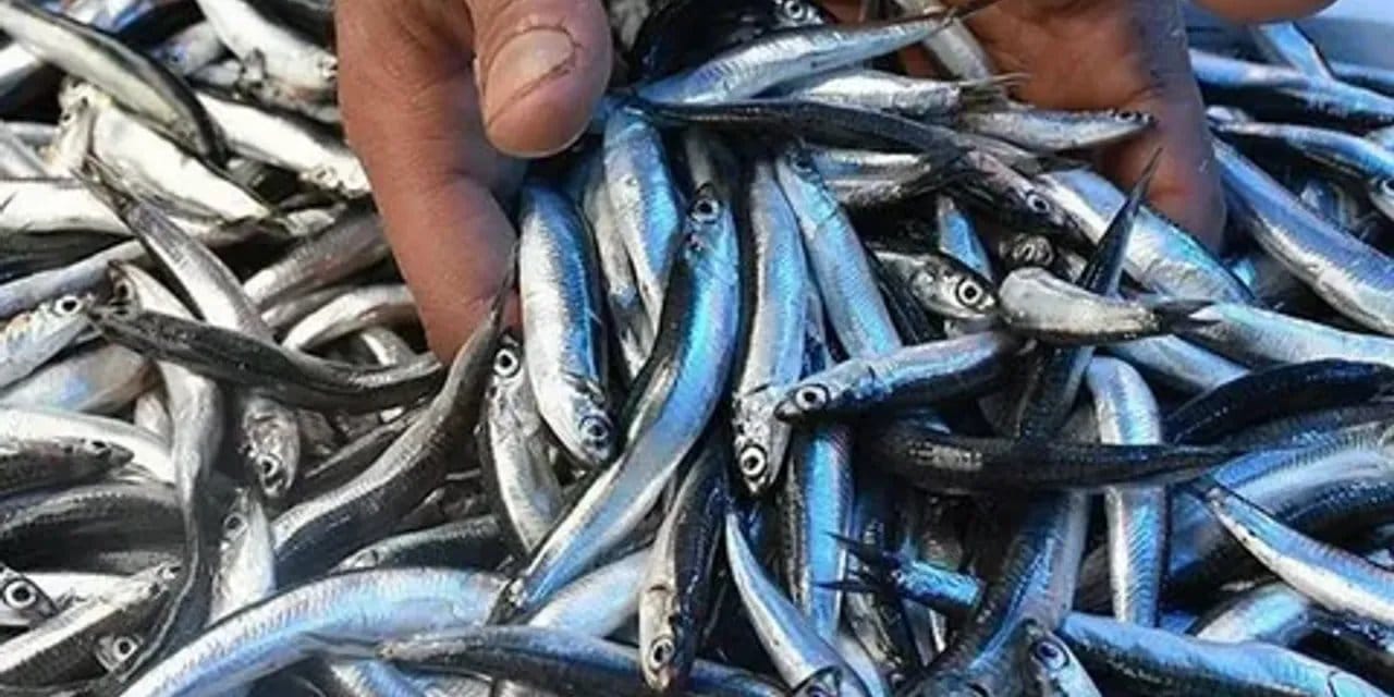 orduda balikcilar 500 kasa hamsiyle donduler kilo fiyati 100 liraya kadar dustu 5gTt1MjH
