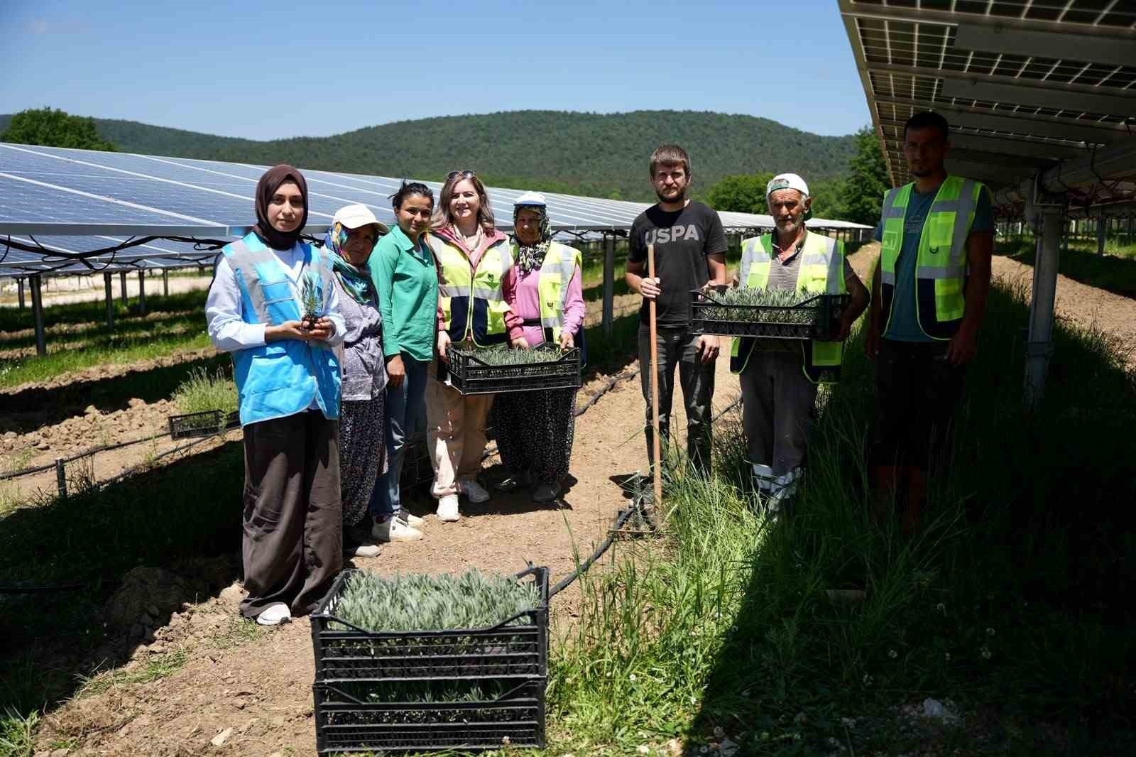 Samsun’da Yenilikçi Tarım ve Enerji Üretimi İçin Agrivoltaik Yaklaşım