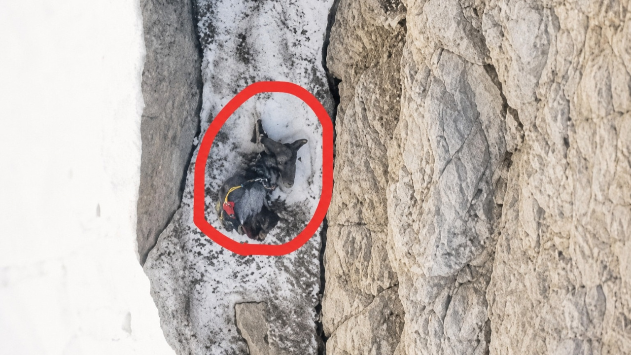 200 metre sürüklenip ipte asılı kaldı! Ölen dağcının cansız bedeni dronla görüntülendi